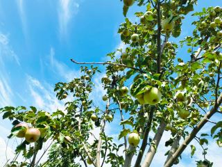 康斯特的果子熟啦！